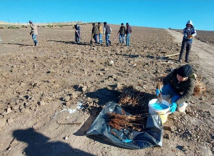 Keçiören Belediyesi 23 dönümlük organik üzüm bağı kurdu G4