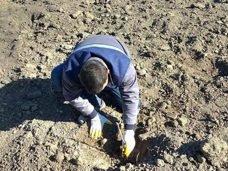 Keçiören Belediyesi 23 dönümlük organik üzüm bağı kurdu G5