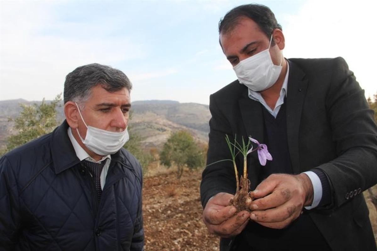 M&uuml;d&uuml;r Kıyas, safran tarlasında incelemelerde bulundu