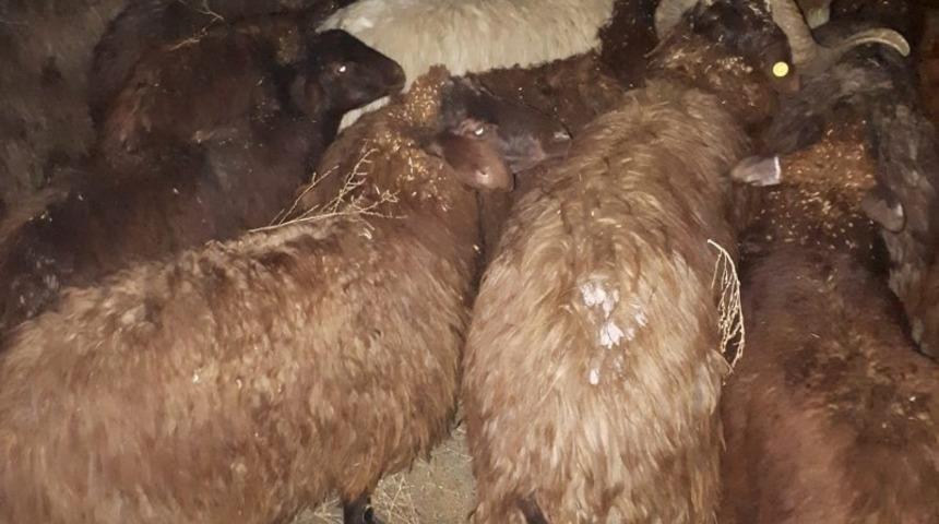 Iğdır&rsquo;da &ccedil;alınan 80 k&uuml;&ccedil;&uuml;kbaş hayvan Jandarmanın takibi sonrasında bulundu