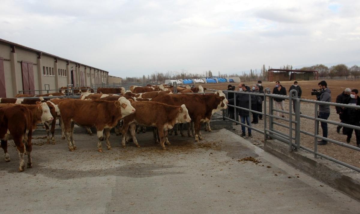 Erzincan&rsquo;da 500 Başlık D&uuml;ve &Uuml;retim Merkezinin ilk parti Simental cinsi d&uuml;veleri İsvi&ccedil;re&rsquo;den geldi