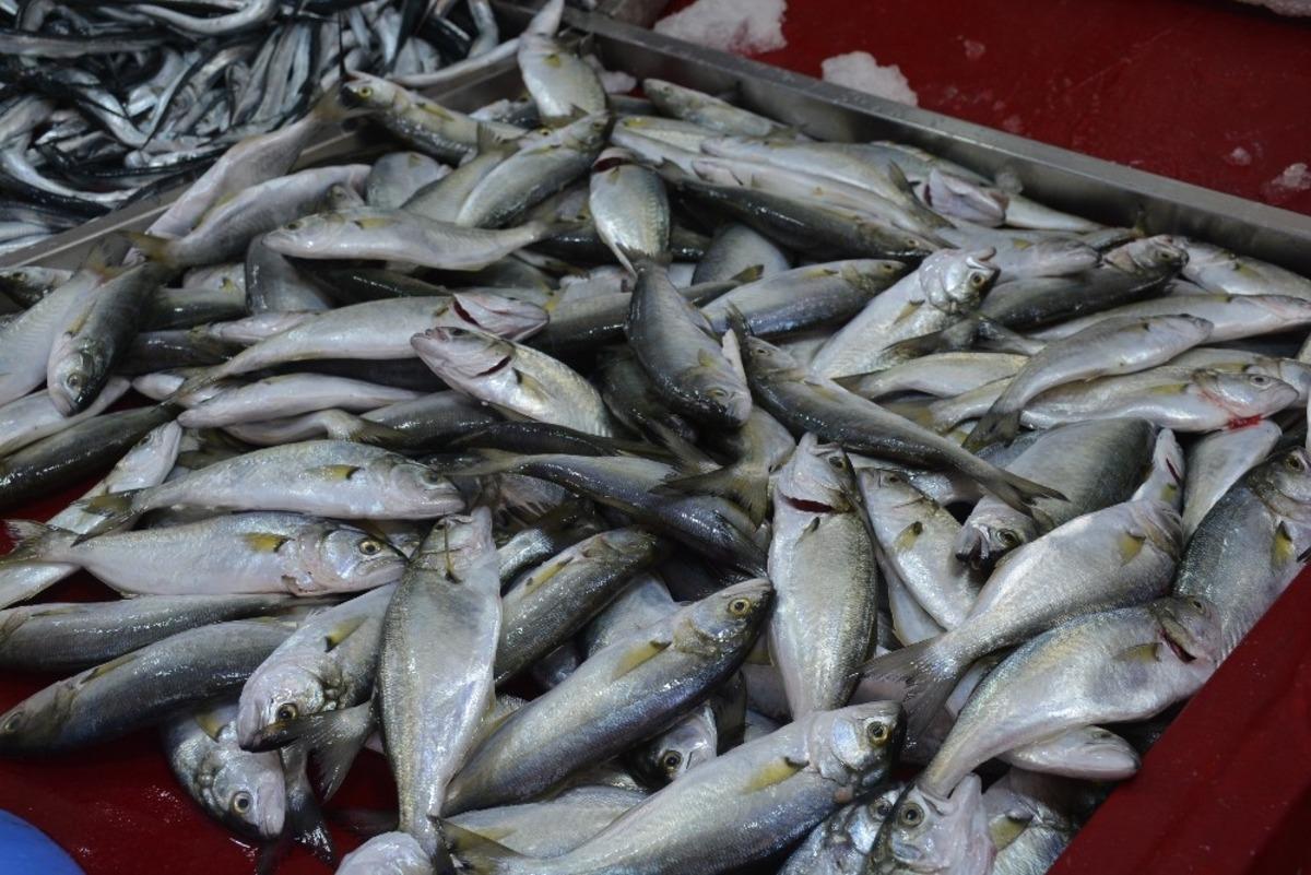 Marmara&rsquo;dan giren &ccedil;inekop Karadeniz&rsquo;de g&ouml;z&uuml;kt&uuml;