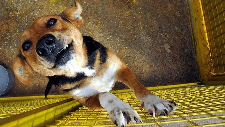 Çin’de mezbahada öldürülerek ‘sosis’ yapılması planlanan 40 köpek bulundu
