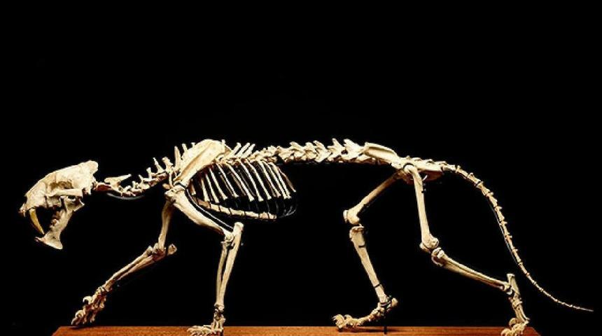 40 milyon yıllık 'kılı&ccedil; dişli kaplan' a&ccedil;ık artırmayla satılıyor!