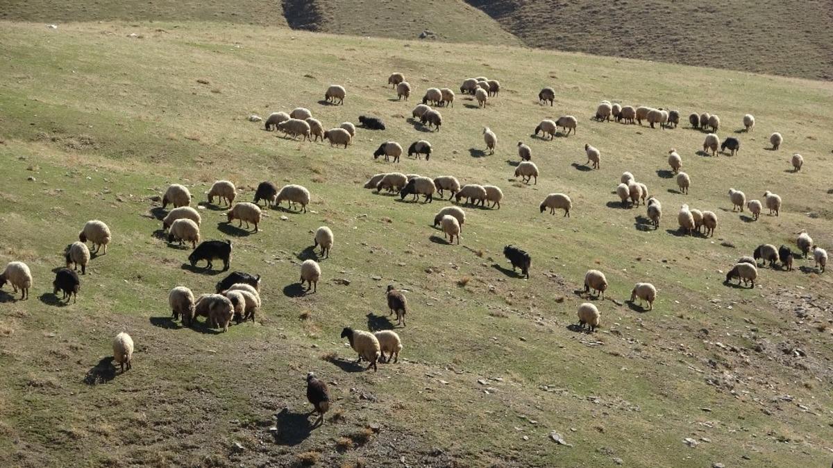 Muş&rsquo;taki k&uuml;&ccedil;&uuml;kbaş hayvanlar g&uuml;neydeki sıcak illere g&ouml;t&uuml;r&uuml;l&uuml;yor