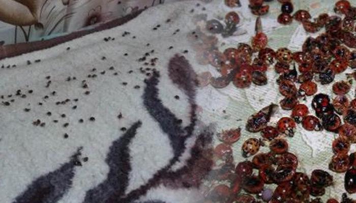 Rize'de uğur böceği istilası: Daha önce böyle bir şey görmedim