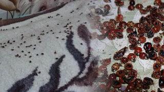 Rize'de uğur böceği istilası: Daha önce böyle bir şey görmedim