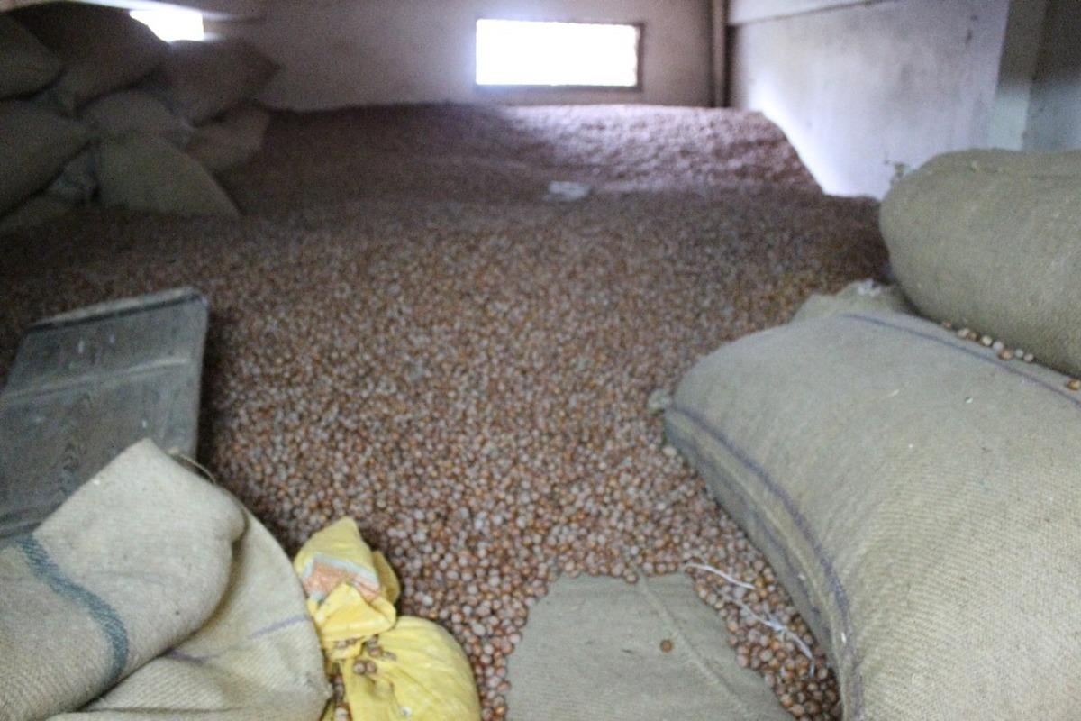 Fındıkta son durum &uuml;mit vermiyor