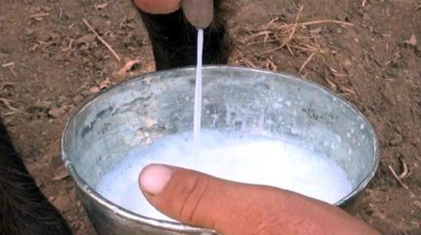 T&uuml;rk bilim insanlarından yeni keşif! Koronavir&uuml;se karşı ke&ccedil;i s&uuml;t&uuml; umudu