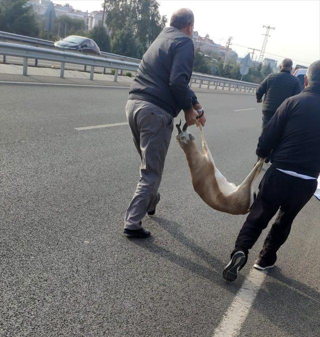 İzmir'de otomobilin çarptığı yaralı ceylanla kayıplara karışan iki şüpheliye, 24 bin lira ceza kesildi