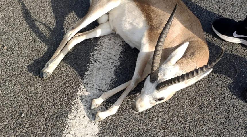 İzmir'de otomobilin çarptığı yaralı ceylanla kayıplara karışan iki şüpheliye, 24 bin lira ceza kesildi