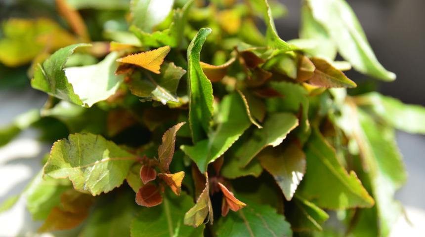 Khat (Yemen otu) nedir?