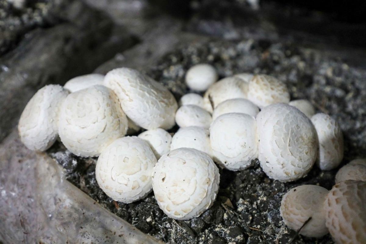 Antalya&rsquo;nın mantarı Eskişehir&rsquo;de yetiştiriliyor