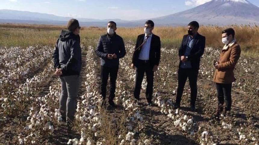 Çukurovada Pamuk hasadı zamanı