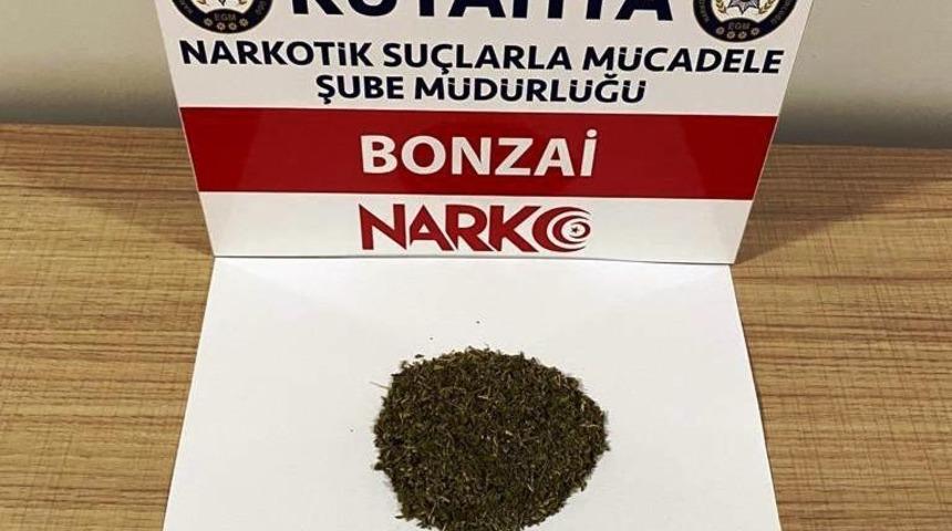 K&uuml;tahya&rsquo;da iki ş&uuml;phelinin &uuml;zerinde bonzai ele ge&ccedil;irildi