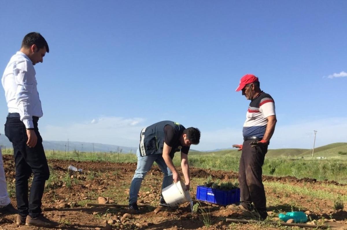 Bing&ouml;l&rsquo;de hasadı yapılan lavanta, &ccedil;ay ve yağ olarak işlenecek