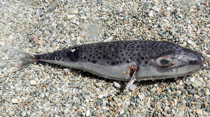 Balon balığıyla ilgili dehşet verici açıklama: 30 insanı öldürecek toksin var, siyanürden 1200 kat daha zehirli'