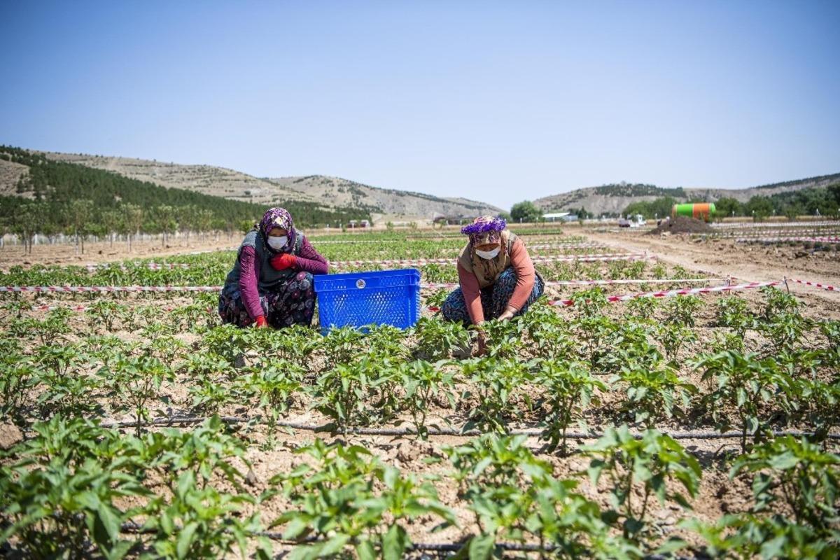 Ekolojik K&ouml;y b&uuml;y&uuml;yor