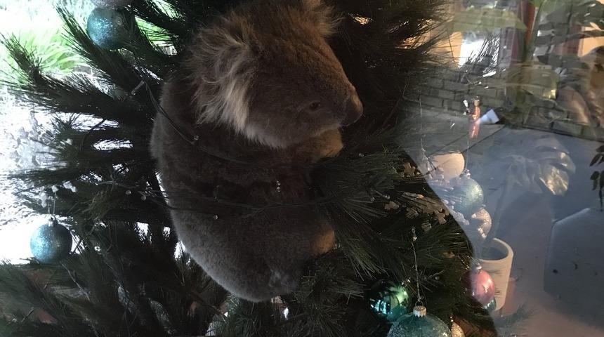 Yılbaşı ağacının dallarında koala bulundu