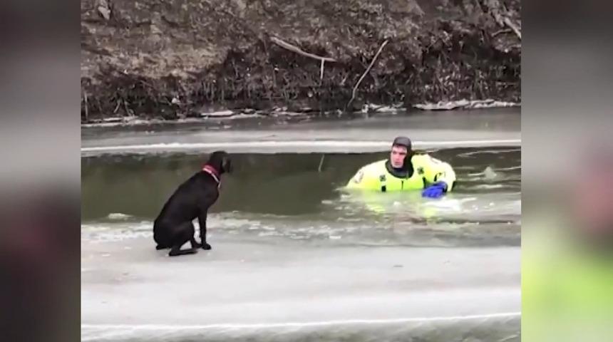 ABD'de buz tutan nehirde mahsur kalan köpek kurtarıldı