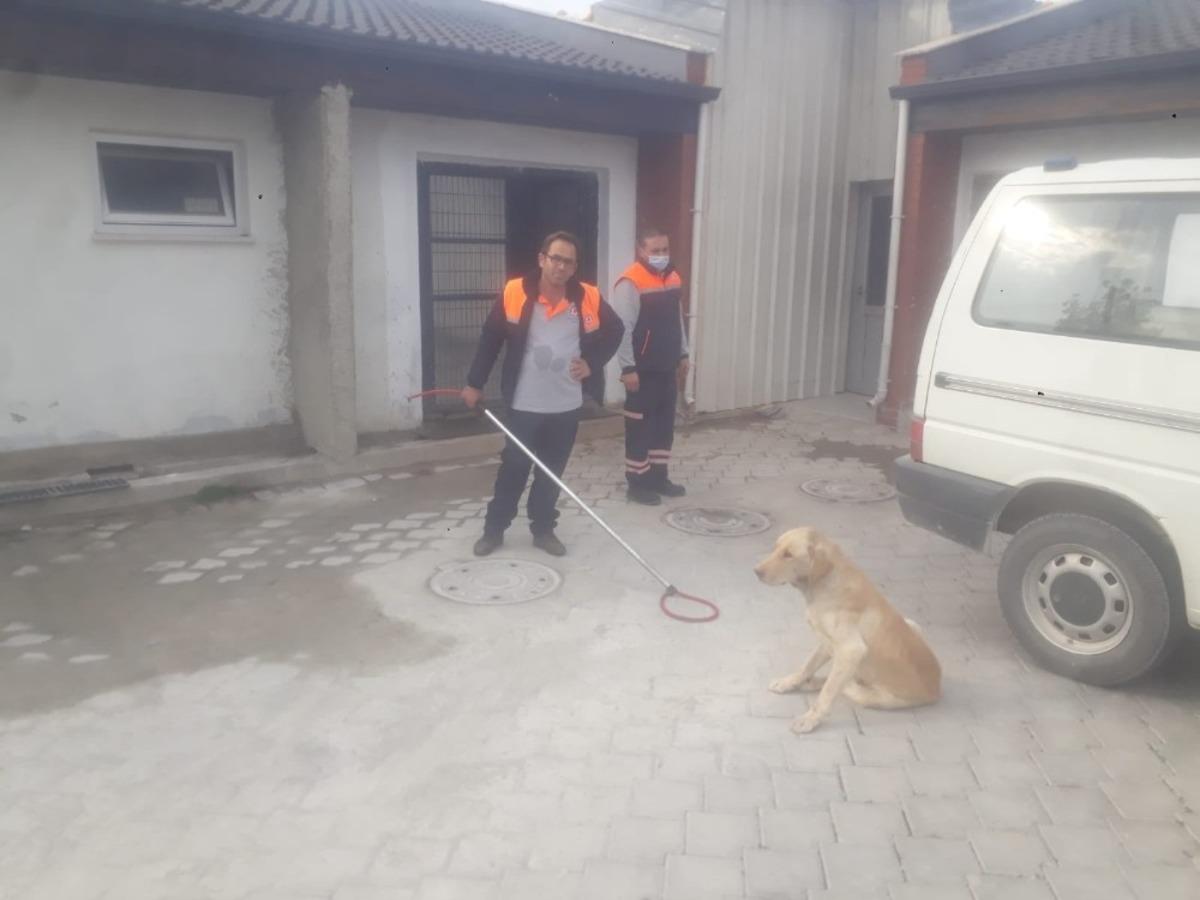Yaralı k&ouml;peği ilk m&uuml;dahale zabıta ekipleri tarafından yapıldı