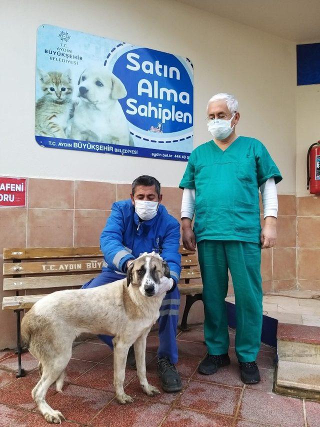 Görme engelli köpek, sıcak yuvasına kavuştu