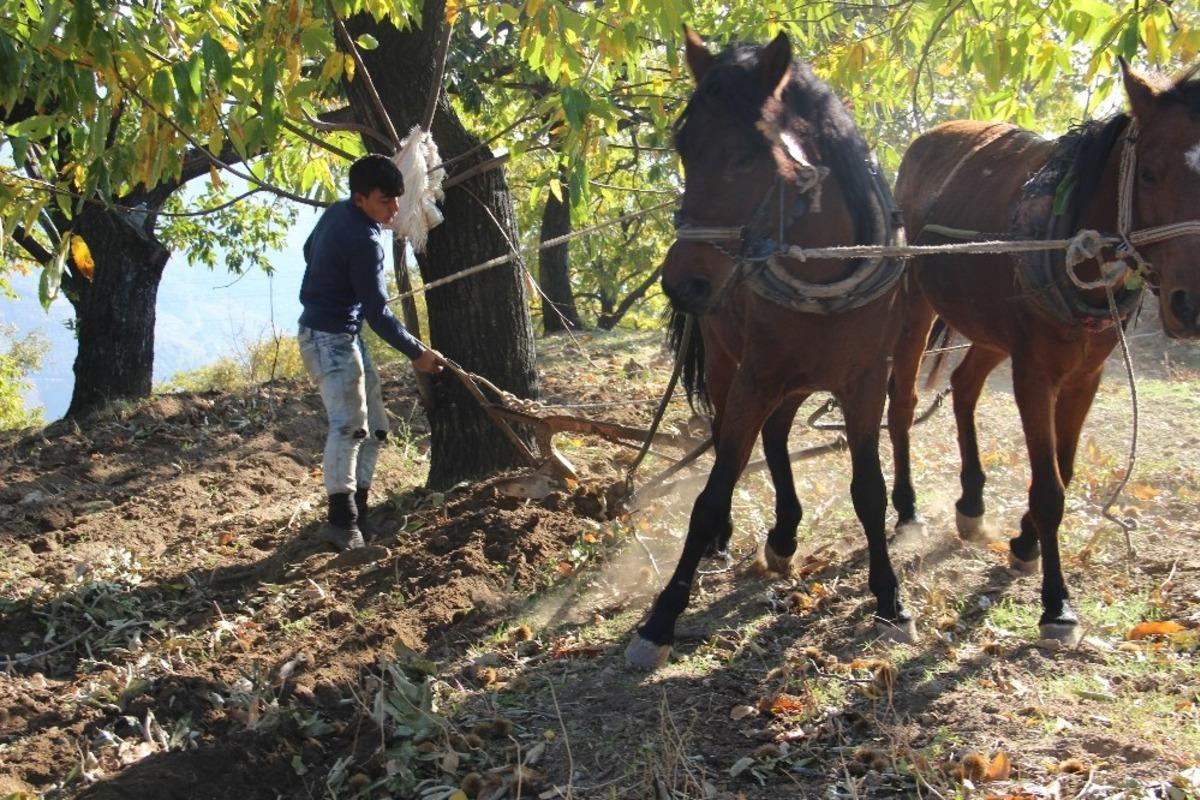 Trakt&ouml;r ağa&ccedil; k&ouml;klerine zarar verince atlar yeniden sabana koşuldu