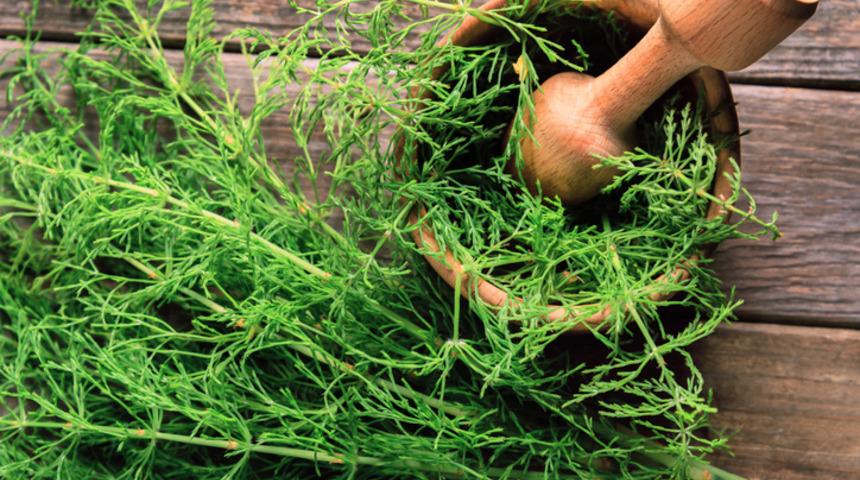 Kırkkilit otu Nedir? Kırkkilit otu faydaları nelerdir?