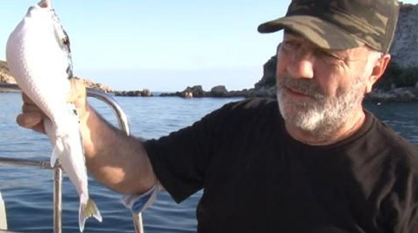 Balon balığı Kuzey Ege'ye ulaştı: Soğuğa adapte oluyor, Marmara'ya kadar ilerleyebilir