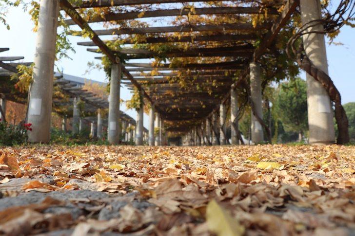 Sahipsiz hazan güzelliği görenleri cezp ediyor G1