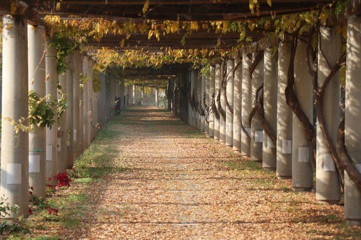 Sahipsiz hazan güzelliği görenleri cezp ediyor G3