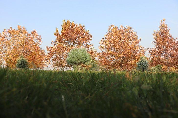 Sahipsiz hazan güzelliği görenleri cezp ediyor G4