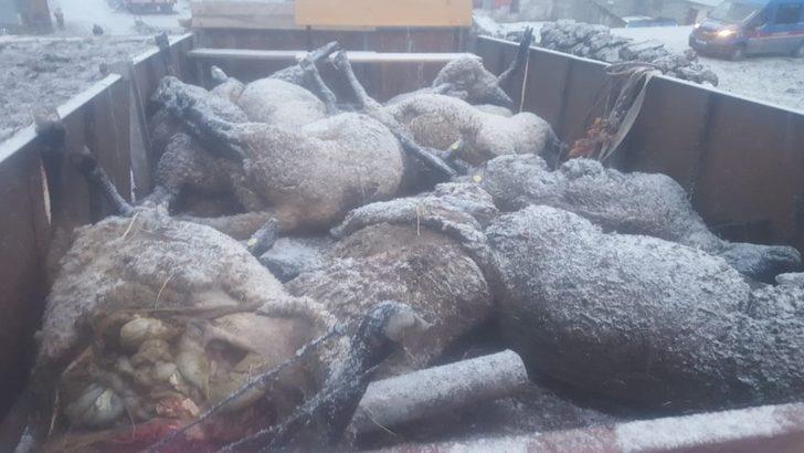 Sarıkamış’ta koyun sürüsüne ayı ve kurt saldırdı G1