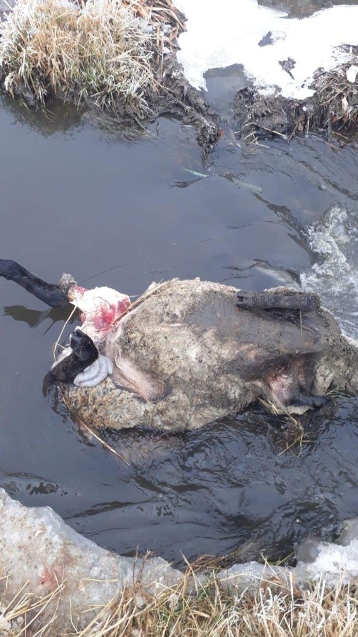 Sarıkamış’ta koyun sürüsüne ayı ve kurt saldırdı G2