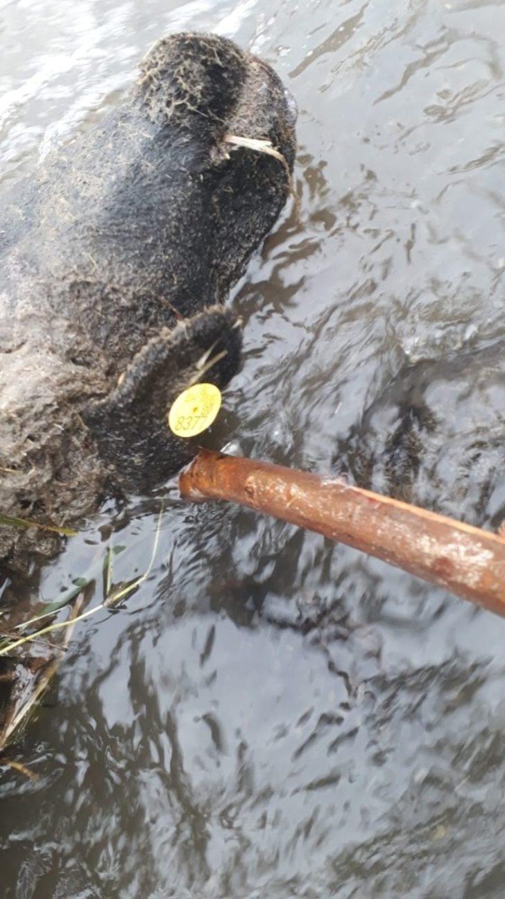 Sarıkamış’ta koyun sürüsüne ayı ve kurt saldırdı G3