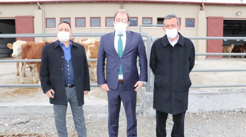 Damızlık Düve Merkezinin ilk düveleri İsviçre’den geldi