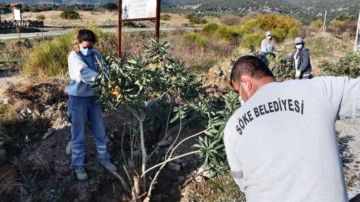 Söke’nin turizm bölgesi Doğanbey’de, atıl alanlar yeşilleniyor G2
