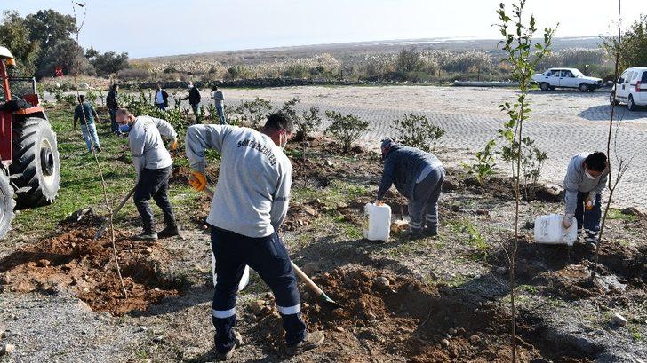 Söke’nin turizm bölgesi Doğanbey’de, atıl alanlar yeşilleniyor G3