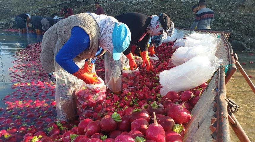 Kırmızı altın olarak biliniyor! Adeta C vitamini bombası