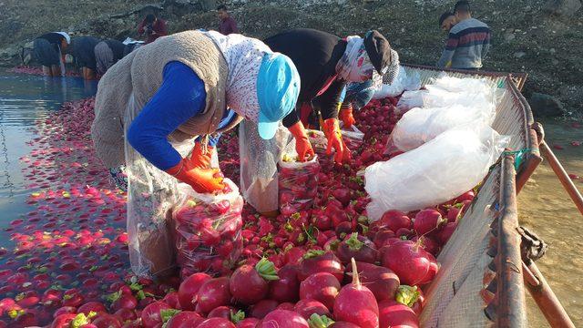 Kırmızı altın olarak biliniyor! Adeta C vitamini bombası