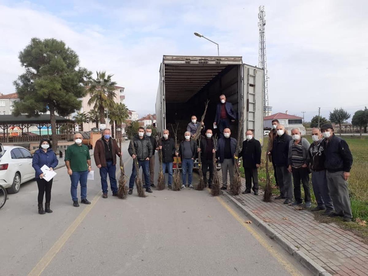 Samsun&rsquo;da kapama ceviz bah&ccedil;eleri artıyor