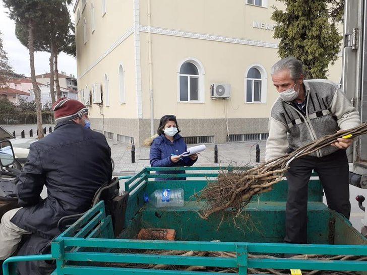 Samsun’da kapama ceviz bahçeleri artıyor G2