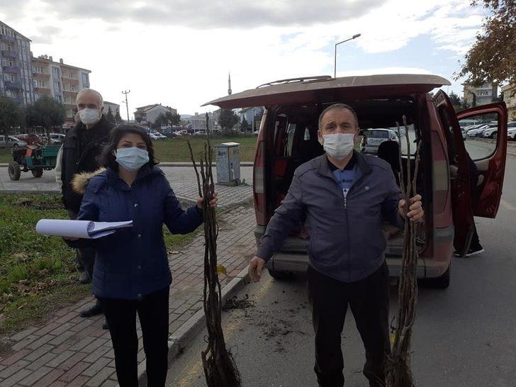 Samsun’da kapama ceviz bahçeleri artıyor G3