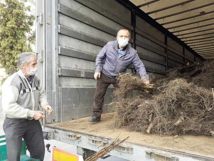 Samsun’da kapama ceviz bahçeleri artıyor G4