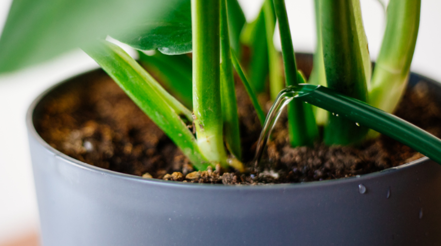 Solan bitkiyi canlandırma yolu! Arap sabununu...