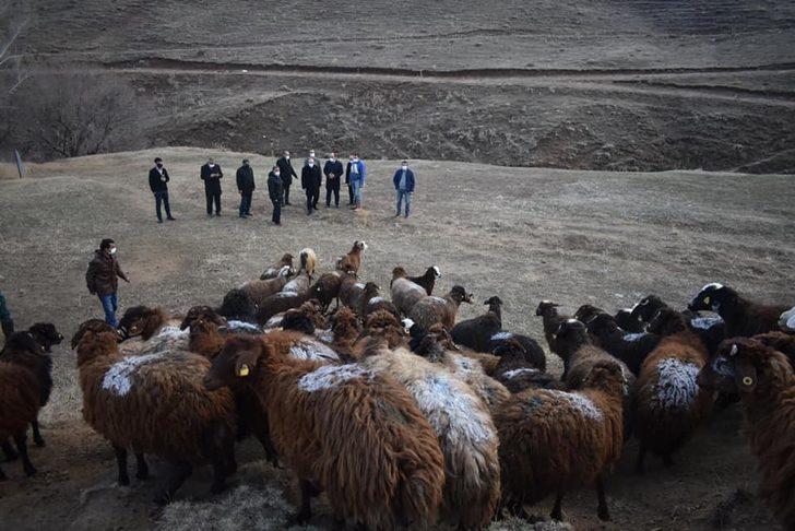 Bayburt’un yüksek rakımlı meraları artık boş değil G3