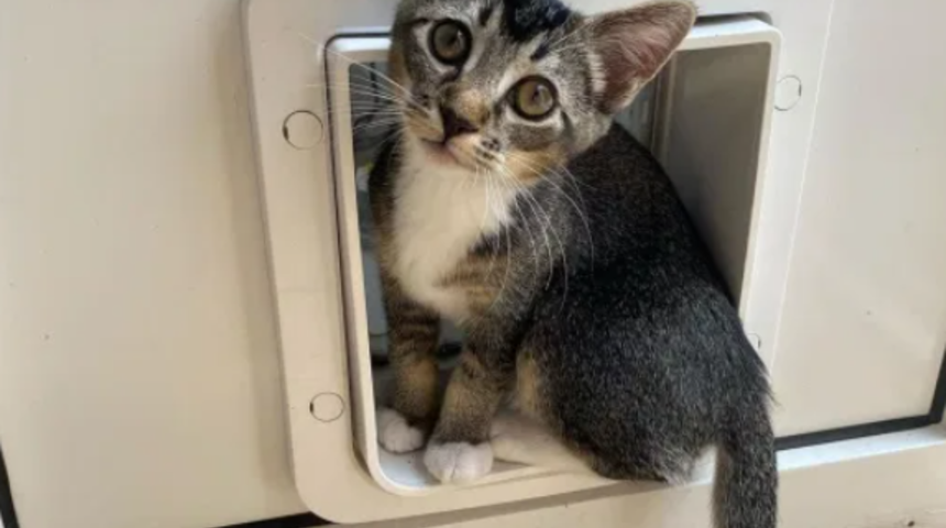 Yaramazlıkları boyunu aşıyor! Önce sahibinin iç çamaşırlarını komşuya taşıdı, sonra...