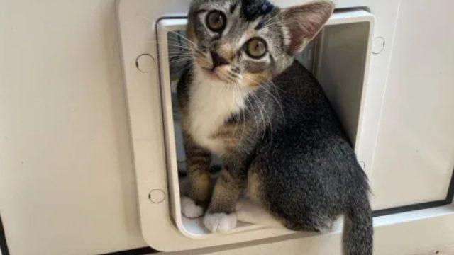 Yaramazlıkları boyunu aşıyor! Önce sahibinin iç çamaşırlarını komşuya taşıdı, sonra...