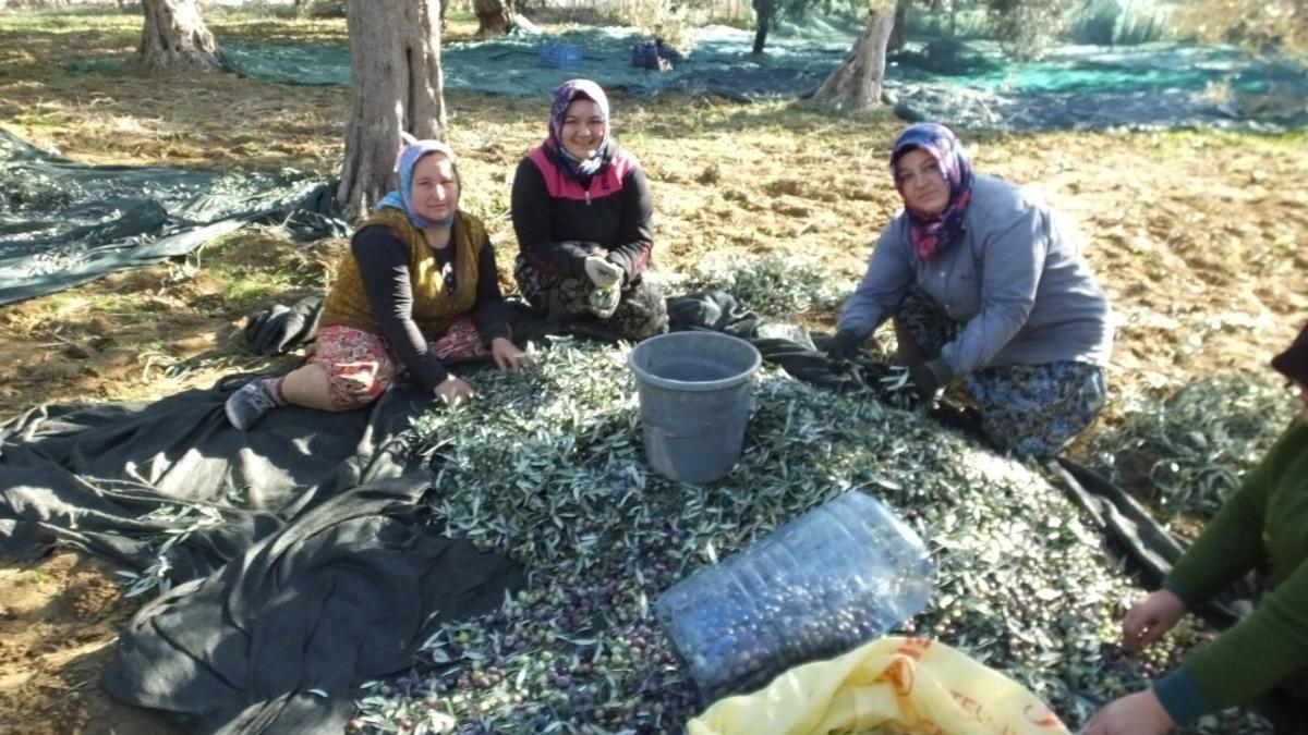 Burhaniye&rsquo;de zeytinciye hasat izin belgesi