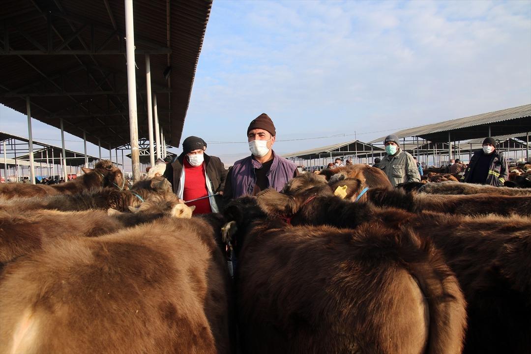 T&uuml;rkiye&rsquo;nin "en b&uuml;y&uuml;k" canlı hayvan pazarı perşembe g&uuml;nleri kurulacak